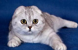 娱乐吃瓜君折耳猫七七,折耳猫的娱乐传奇